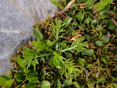 Achillea atrata
