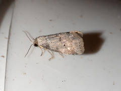 Hyperstrotia pervertens