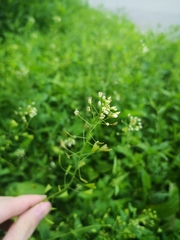 Capsella bursa-pastoris