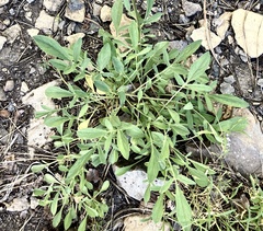 Valeriana californica