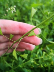 Capsella bursa-pastoris