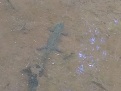 Pleurodelinae