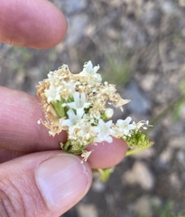 Valeriana californica