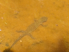 Pleurodelinae