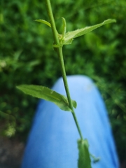 Capsella bursa-pastoris