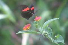 Heliconius erato hydara