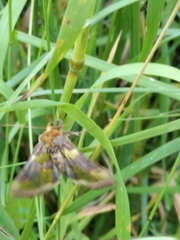 Diachrysia chrysitis