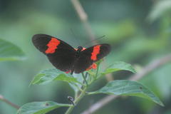 Heliconius erato hydara