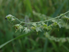 Cynoglossum officinale