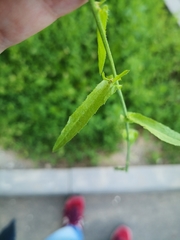 Capsella bursa-pastoris