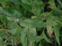 Cynoglossum officinale