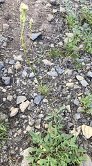 Valeriana californica