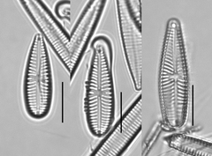 Gomphonella olivacea