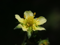 Potentilla argentea