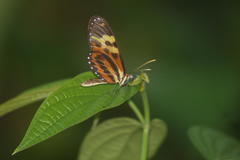 Mechanitis polymnia polymnia