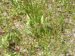 Trifolium longipes