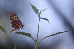 Mechanitis polymnia polymnia