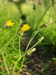 Hieracium laevigatum