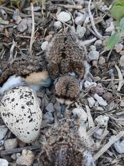 Charadrius vociferus