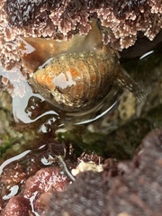 Pusula