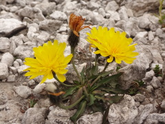 Scorzoneroides montana