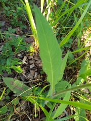 Hieracium laevigatum