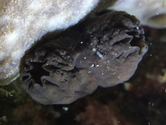 Phallusia fumigata