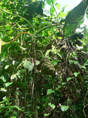 Montrichardia arborescens