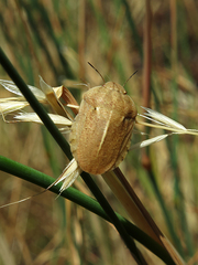 Eurygaster austriaca