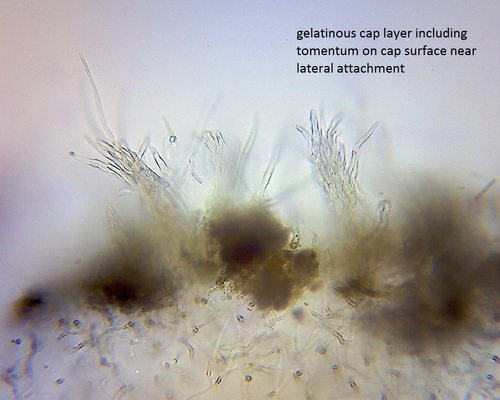 Hohenbuehelia nothofaginea image