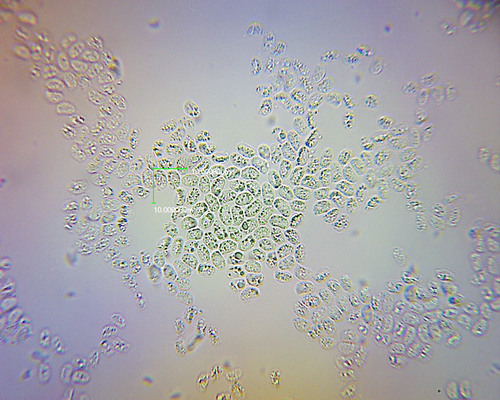 Hohenbuehelia nothofaginea image