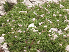 Valeriana supina