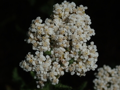 Achillea millefolium