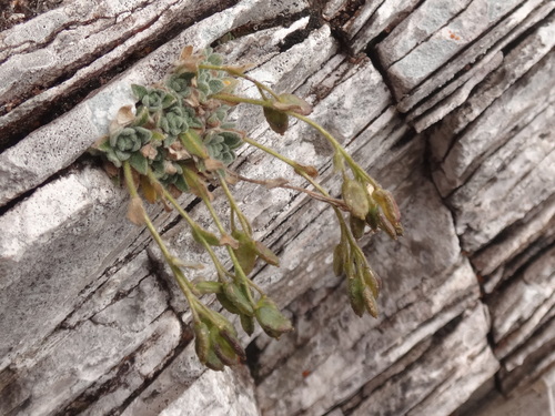 Draba dubia
