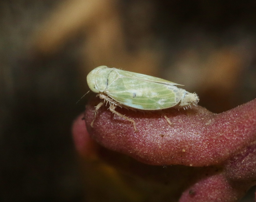 Gloridonus vescus