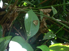 Strephonota strephon