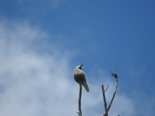 iNaturalist observation photo of Clark's Nutcracker
