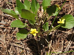 Viola praemorsa