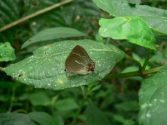 Strephonota strephon