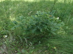 Quercus robur