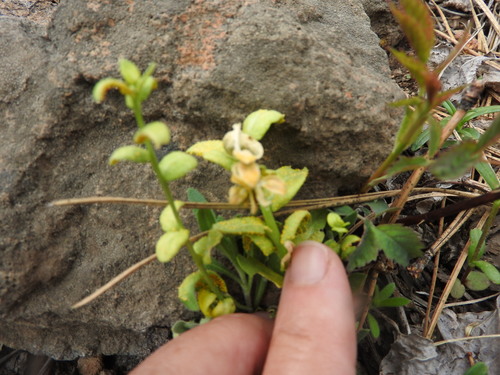 iNaturalist observation photo of Mustard Flower Rust
