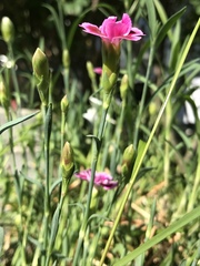 Dianthus