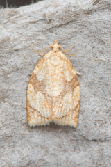 Adoxophyes negundana