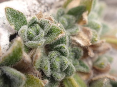 Draba dubia
