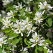 Amelanchier alnifolia - Photo (c) Wendy Feltham,  זכויות יוצרים חלקיות (CC BY-NC), הועלה על ידי Wendy Feltham