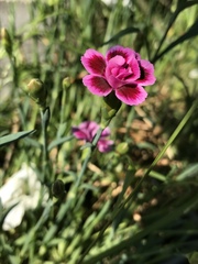 Dianthus