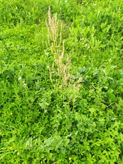 Rumex acetosa