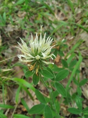 Trifolium caucasicum
