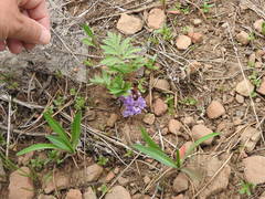 Hydrophyllum alpestre