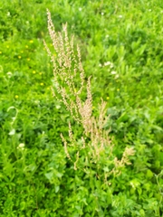 Rumex acetosa
